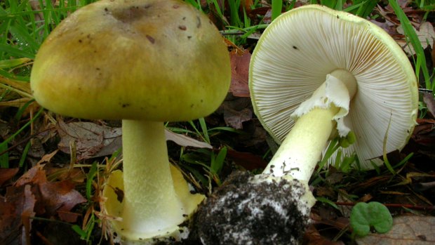 Death cap mushrooms are one of several toxic wild species.