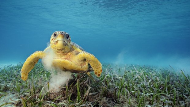 A loggerhead turtle swims among sea grass, which has a high capacity for storing carbon.