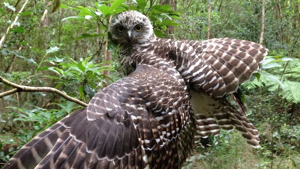Powerful owls have been spotted in the endangered woodland.