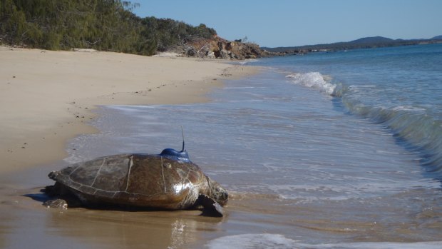 James Cook University tracked 22 green sea turtles to see how they made their way home.