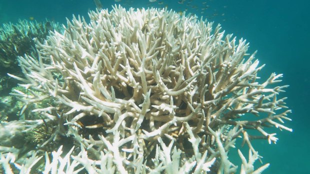 Failure to meet the Paris climate targets would be more bad news for the world's corals.