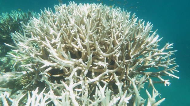 Failure to meet the Paris climate targets would be more bad news for the world's corals.