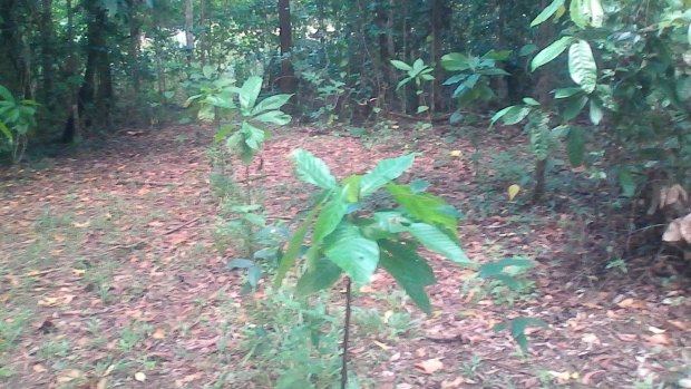 Laurence Marmara is planting cocoa crops in the midst of the Daintree rainforest on his property.