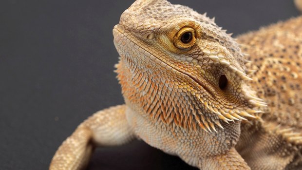 An Australian bearded dragon, Pogona vitticeps.