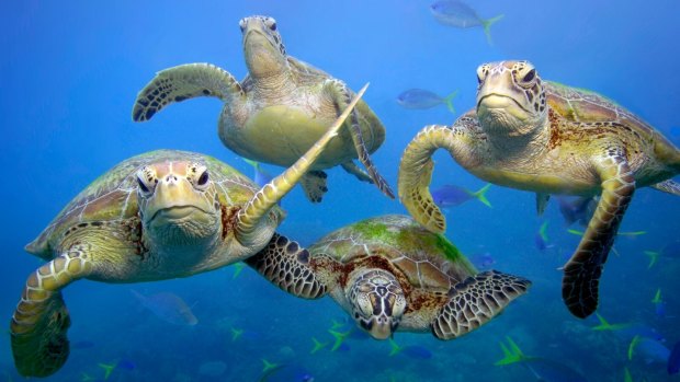 Green turtles swim on the Great Barrier Reef, which has been marked harshly by the RiverSymposium.