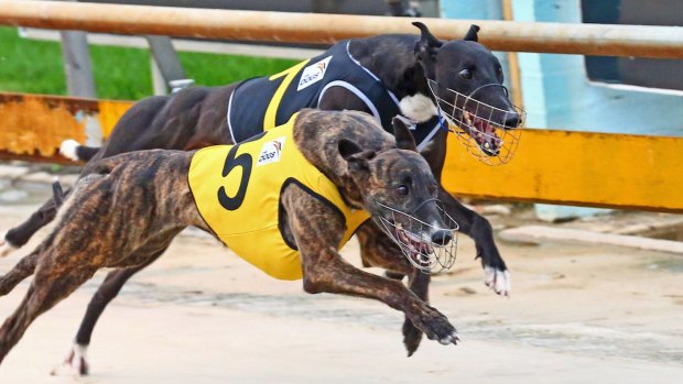 New animal cruelty laws target greyhound industry