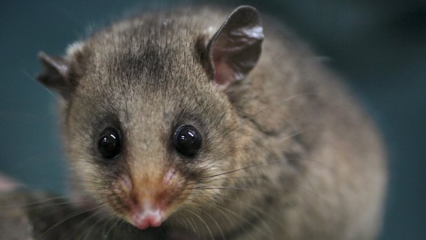 As few as 2600 mountain pygmy possums remain in the wild.