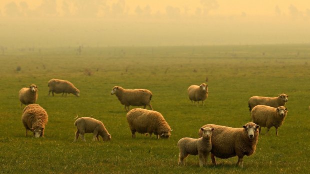 Should it be this hot in October? Smoke from a bushfire is seen near a field of sheep near Benloch, Victoria.