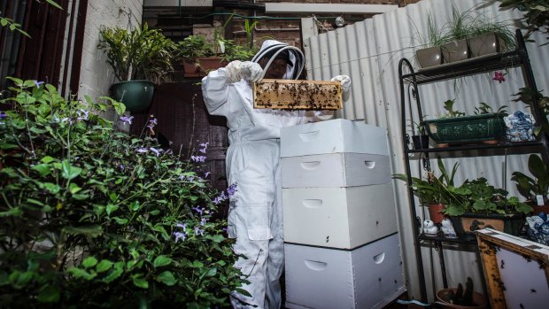 Ling Yoong houses over 10,000 Ligurian honey bees in just one hive.