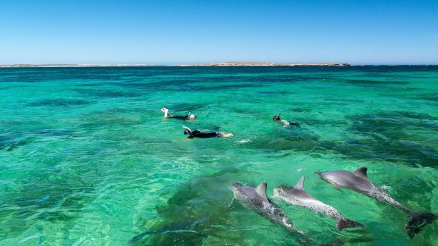 The local pod - swimming with dolphins at Baird Bay.