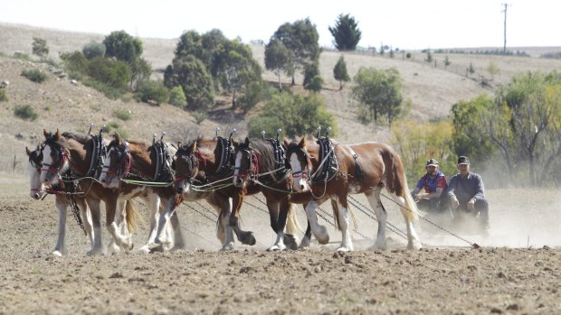 A team of horses at the Wooback2 festival at Yass. 