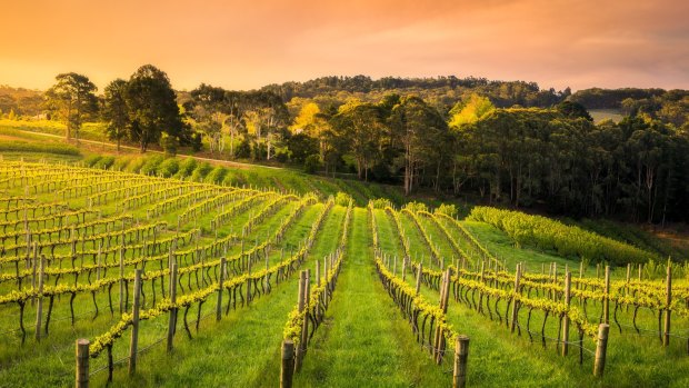 Vineyards in the Adelaide Hills.