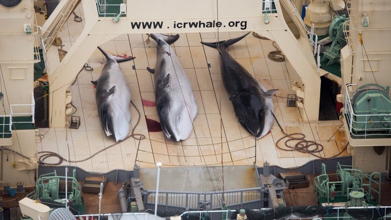 Sea Shepherd battle with Japanese whaling ships ends with a whimper