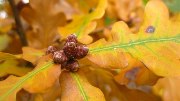 Quercus robur, more widely known as common or English oak.