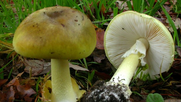 Death cap mushrooms: If in doubt, don't eat them.