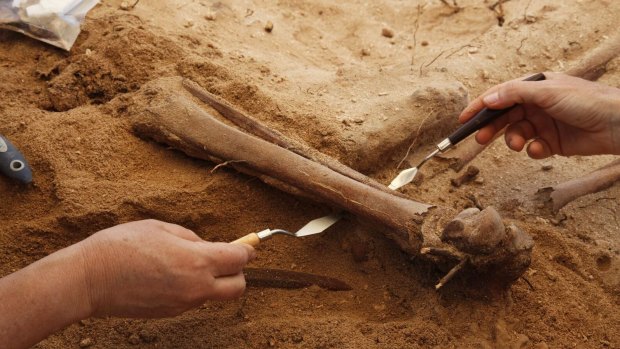 Excavation underway on Beacon island, off WA's Midwest coast.