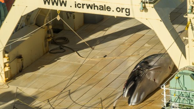 A Sea Shepherd helicopter tracking Japan's whaling fleet filmed this image.