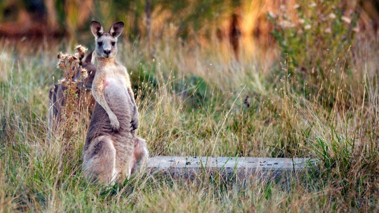 Kangaroo Attacks Man On Gold Coast Golf Course Mauls Woman Who Tried To Help