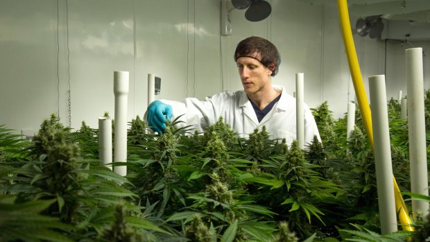 The hydropnic facilities at Broken Coast Cannabis in British Columbia, Canada.
