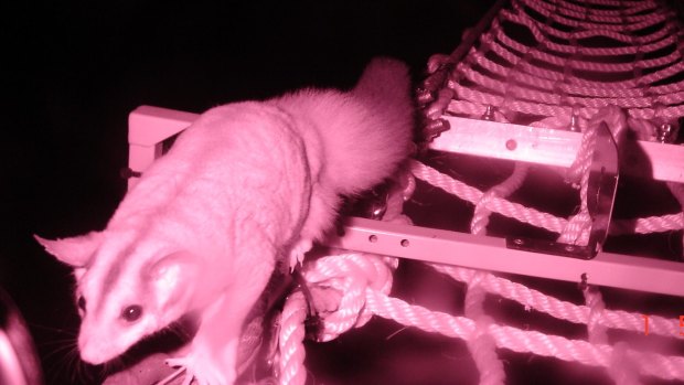 A squirrel glider crosses the wildlife bridge  over the Hume Highway near Longwood.