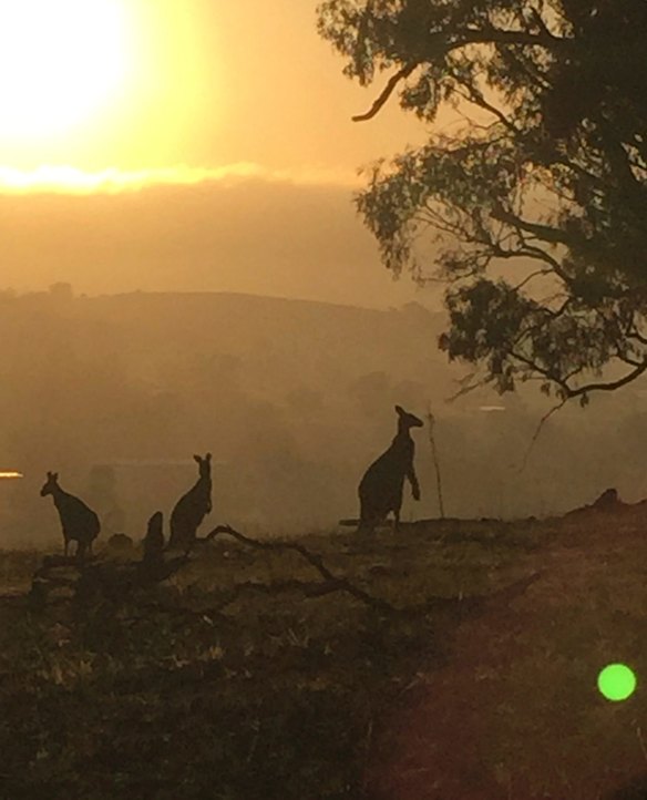 Summer dawn on Mt Majura.