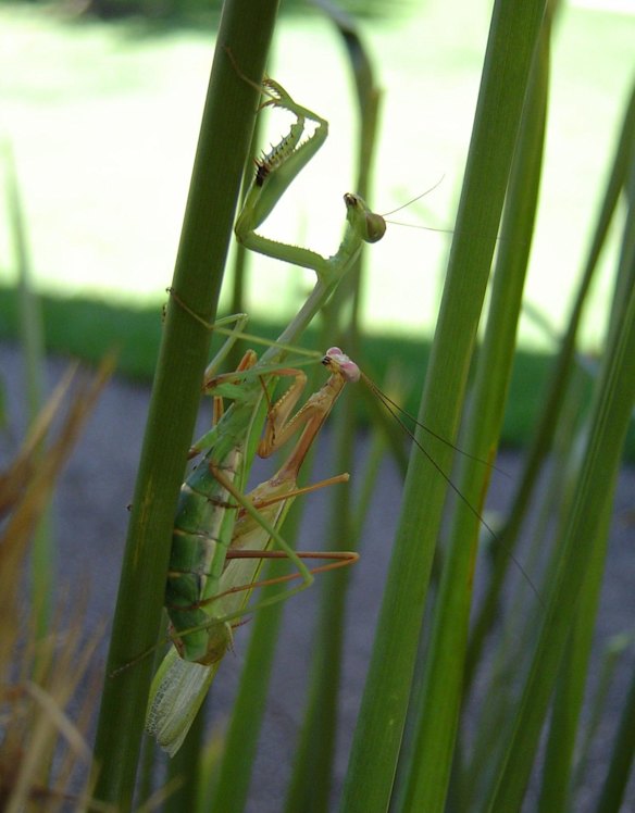 Praying mantis use their big, bright butts to attract mate
