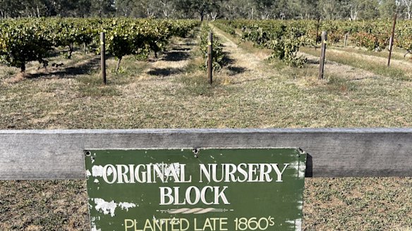 Best's original nursery block which has the world's oldest vines.