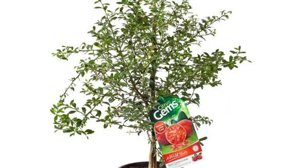 Finger lime tree, $54.90, plus $18.50 freight, citrusmen.com.au