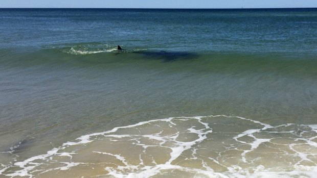 A shark spotted swimming in the shallows near Lennox Head on October 1.