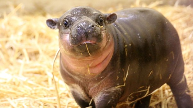 Thriving: The calf has already got little rolls of fat around her neck.