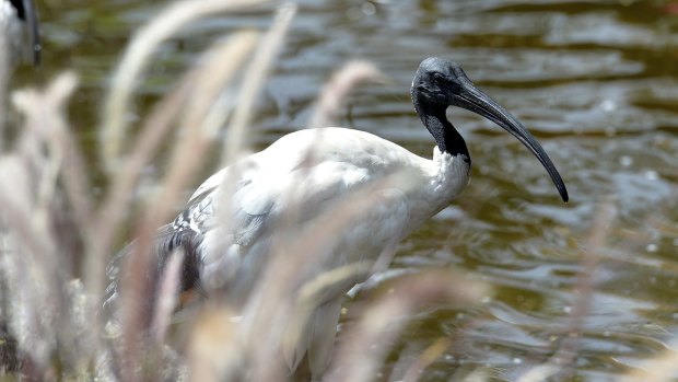 Ibis are a common sight around South Bank and the Brisbane CBD. 