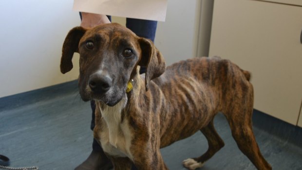 One of the malnourished dogs after it was recovered from the woman's backyard.