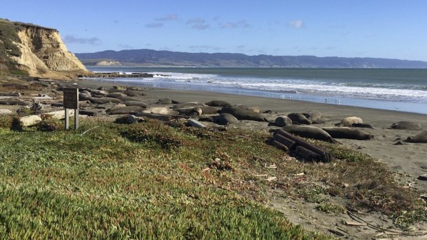 Drakes Beach has been overrun by elephant seals.