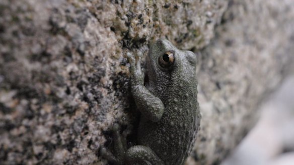 The spotted tree frog is seen in the Kosciuszko National Park. Their call is a harsh "warrrk…cruk…cruk…cruk".
