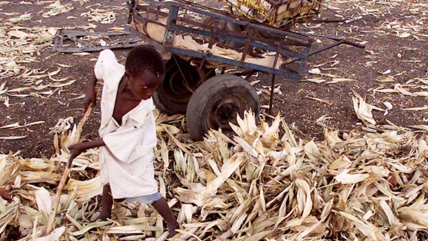 Five-year-old Mlandela Mukorera, searches for loose kernels among discarded maize waste at the Mbare informal market in Harare, Zimbabwe, in this file photo.  