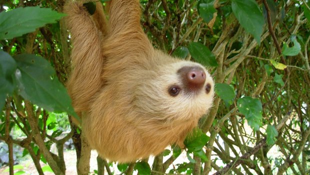 A two-toed sloth hangs from a bush at the Jaguar Rescue Center near Puerto Viejo, Costa Rica. 