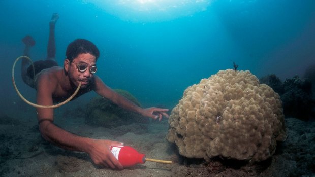 Cyanide fishing in a coral reef, Philippines. 