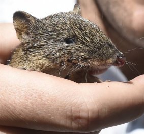 The baby bandicoot is healthy and still living with its adopted duck family.