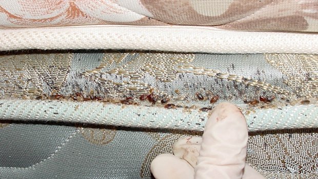 A bed bug colony on a mattress. 