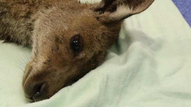 RSPCA are appealing for public help to find those responsible for shooting a pregnant kangaroo at Logan on Thursday.