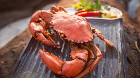 Mud crabs are cooked over coals on the beach on True North Adventure Cruises.