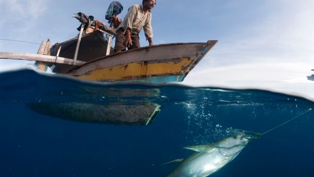 Small outrigger boat with fisherman pulling up a newly caught yellowfin tuna by hook and line, Gorontalo, North Sulawesi, Indonesia.