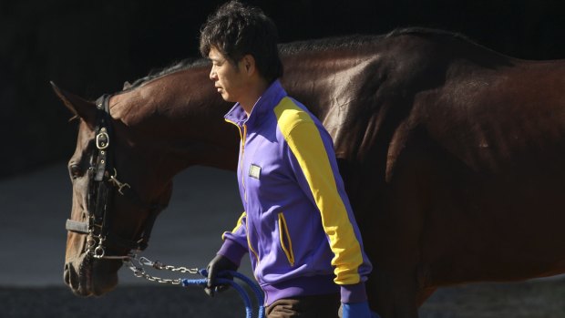 Melbourne Cup challenger Hokko Brave arrived in Australia on Saturday and has gone into quarantine at Werribee.