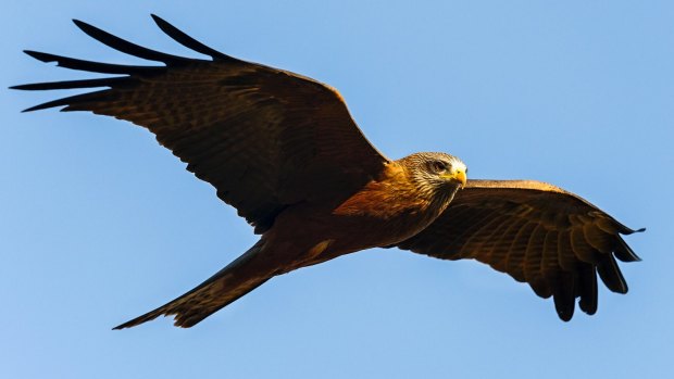 A black kite keeps watch.