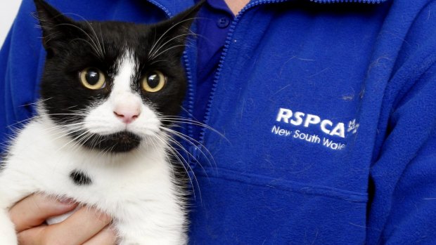 NCH NEWS Picture of Ian the cat. Rutherford RSPCA, Rutherford. There are lots of cats that are up for adoption at the RSPCA. 1st March 2013 Newcastle NCH NEWS PIC JONATHAN CARROLL