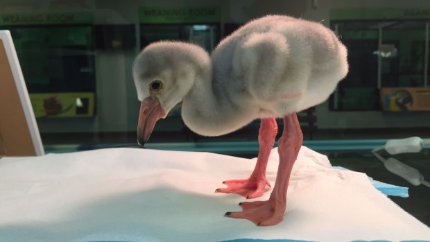 Squish standing on his own on day five. Greater Flamingos are the tallest in the flamingo family and can grow to a height of almost 1.5 metres.