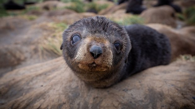 A fur seal pup.