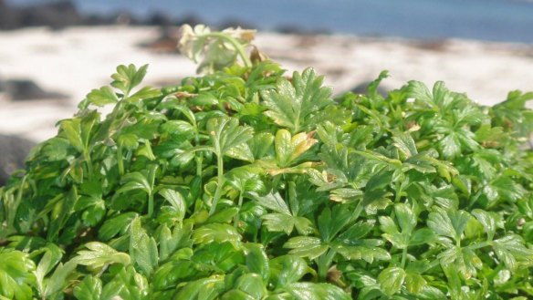 Sea parsley has a sea fresh flavour.