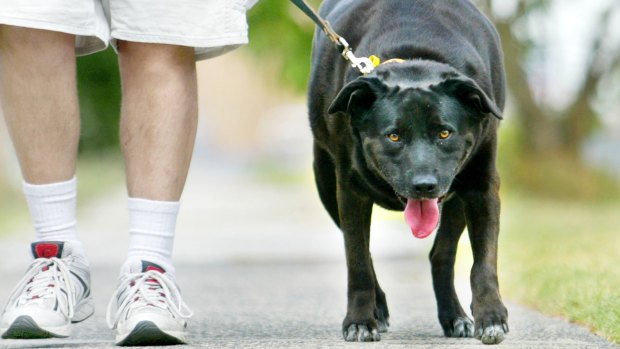Dog's breakfast: In the US more than 50 per cent of cats and dogs are obese or overweight.