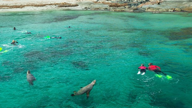 Swimming with seal lions at Seal Cove.